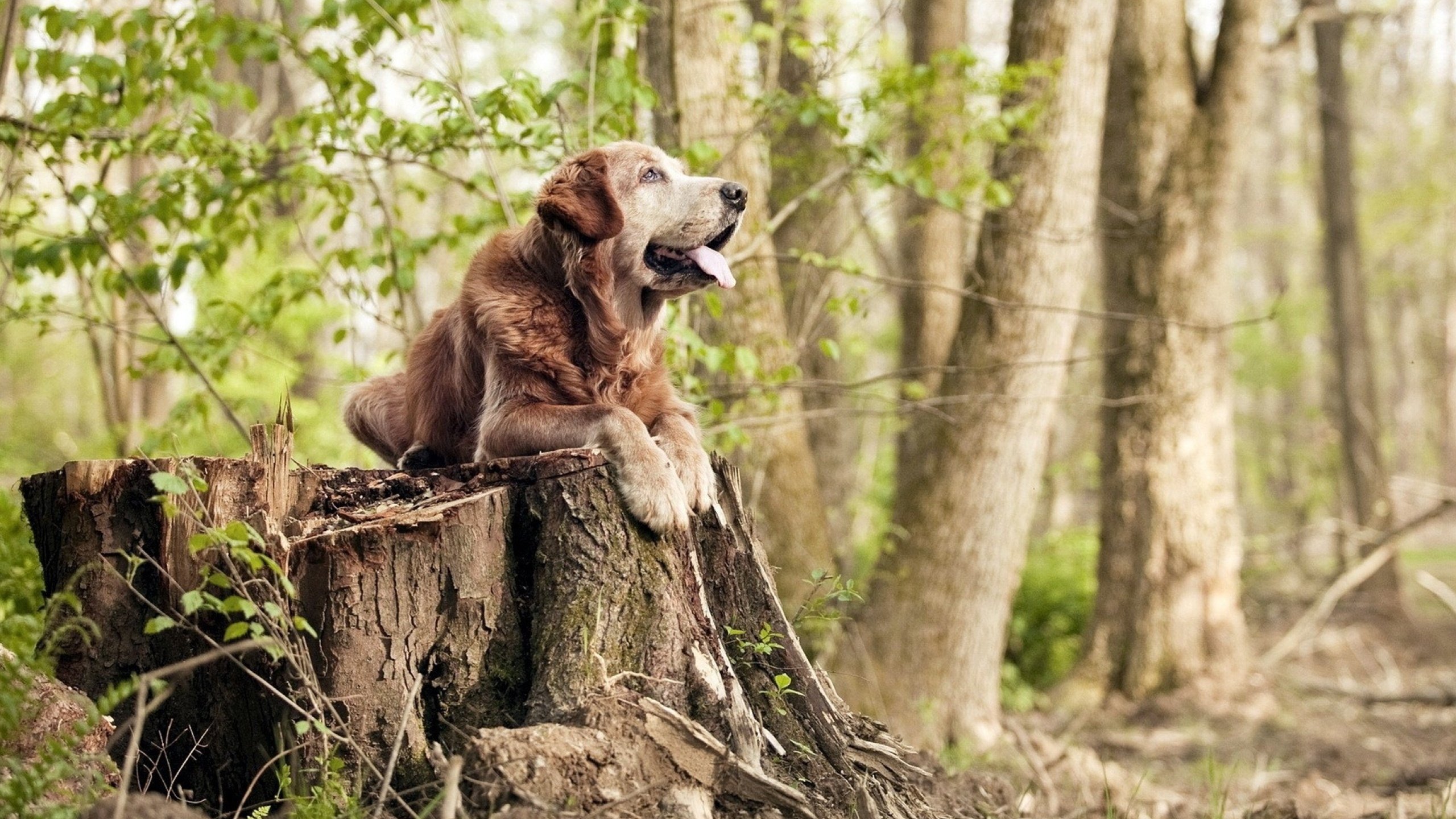 双星闪耀之夜，李刚仁爆发与曼城命运轮盘的加时决胜